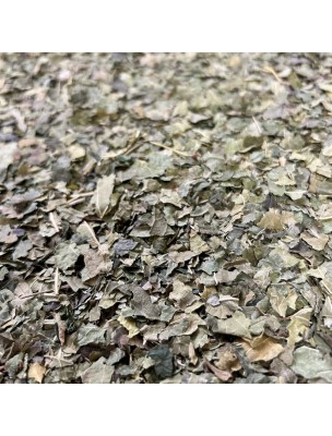 Image de Mûrier Blanc (Sang Ye) Bio - Feuilles coupées 100g - Tisane de Morus alba depuis Achetez les nouvelles tisanes arrivées à l'herboristerie Louis