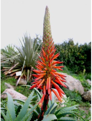 https://www.louis-herboristerie.com/7611-home_default/aloe-arborescens-bio-pere-zago-s-recipe-750-ml-teo-natura.jpg