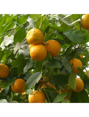 https://www.louis-herboristerie.com/76271-home_default/oranger-bigaradier-bouton-floral-50g-tisane-de-citrus-aurantium.jpg Image 76271 supplémentaire pour Oranger bigaradier - Bouton Floral 50g - Tisane de Citrus aurantium