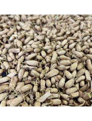 Image de Oranger bigaradier - Bouton Floral 50g - Tisane de Citrus aurantium depuis Achetez les produits Louis à l'herboristerie Louis (15)