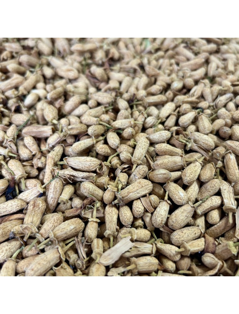Image principale de la modale pour Oranger bigaradier - Bouton Floral 50g - Tisane de Citrus aurantium