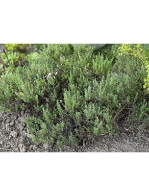 https://www.louis-herboristerie.com/7640-home_default/sirop-pour-la-respiration-bio-respirez-librement-150-ml-herbalgem.jpg