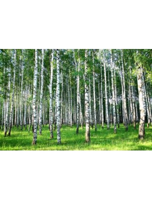 https://www.louis-herboristerie.com/7660-home_default/bouleau-bourgeon-bio-15-ml-articulations-et-drainage-herbalgem-.jpg