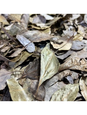 Image 76880 supplémentaire pour Ravintsara (Camphrier) Bio - Feuilles 50g - Tisane de Cinnamomum camphora