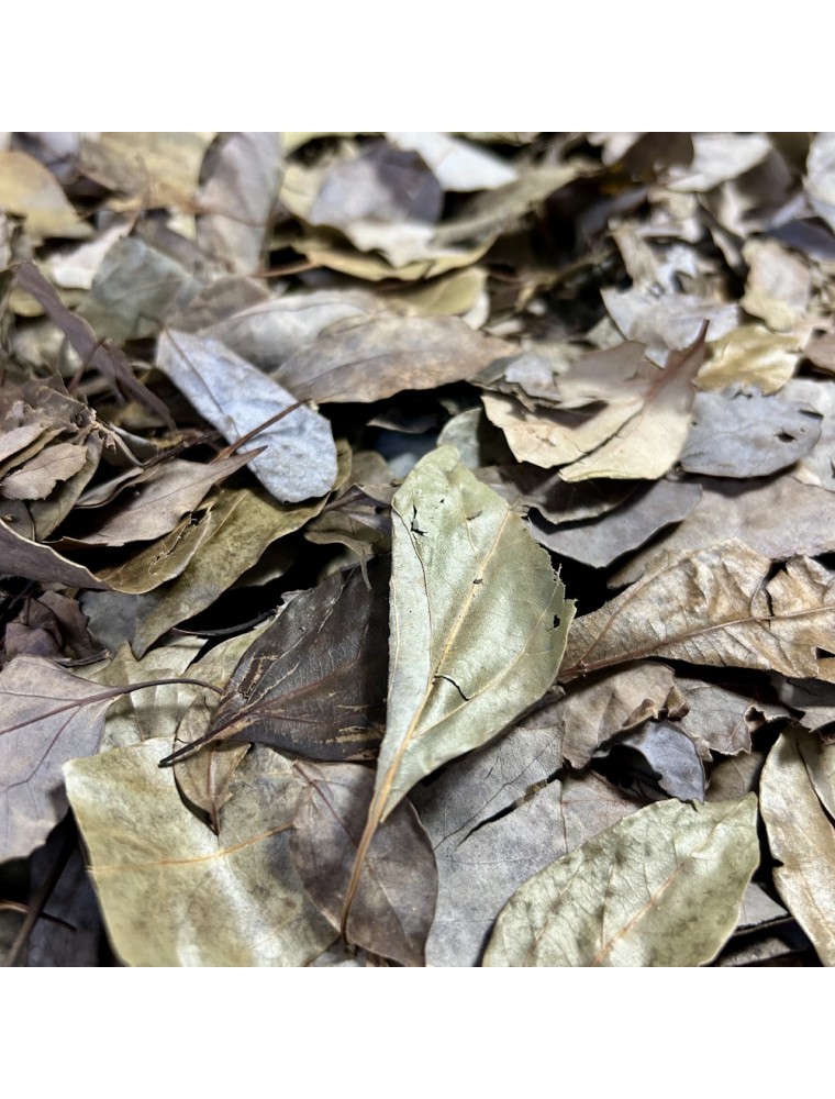 Image principale de la modale pour Ravintsara (Camphrier) Bio - Feuilles 50g - Tisane de Cinnamomum camphora