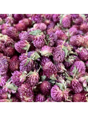 Image 76951 supplémentaire pour Gomphrena (Qian Ri Hong) - Fleurs 50g - Tisane de Gomphrena globosa