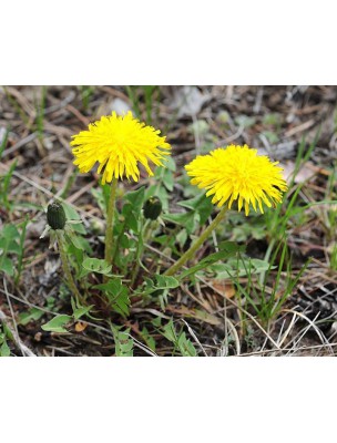 Image 7700 supplémentaire pour Pissenlit Bio - Racine coupée 100g - Tisane de Taraxacum dens leonis