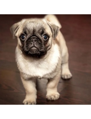 Image 77758 supplémentaire pour Pipettes Grand Chien Bio - Contre les tiques, puces et moustiques 3 Pipettes - Biovetol