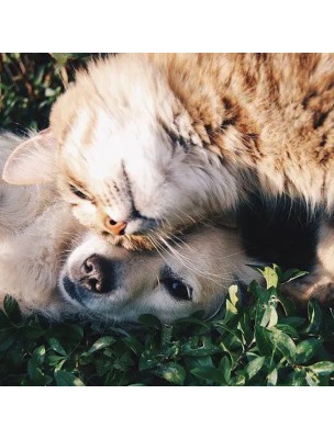 Image 77769 supplémentaire pour Diffuseur Habitat Bio - Contre les tiques, puces et moustiques 150 ml - Biovetol