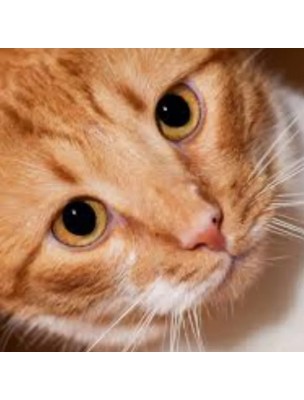 Image 78014 supplémentaire pour Lotion Destruct'Urine Chats Bio - Parfum d'Ambiance 240 ml - Biovetol