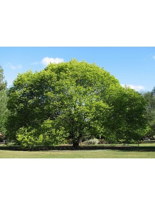 https://www.louis-herboristerie.com/7803-home_default/orme-bourgeon-bio-draineur-et-peau-50-ml-herbalgem.jpg