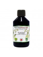 Image de Plantain Sans Alcool Bio - Phytospagyrie de plante fraîche 300 ml - Vecteur Energy depuis Phytospagyrie - extraits de plantes unitaires