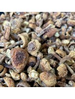 Image de Agaric (Ji Song Rong) - Morceaux coupés 100g - Tisane d'Agaricus subrufescens depuis Tisanes unitaires de qualité en ligne - Commandez maintenant !