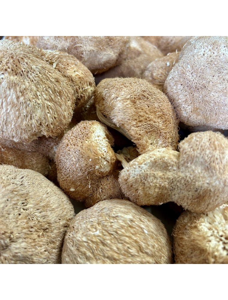 Image principale de la modale pour Hydne hérisson  (Hou Tou Gu) - Morceaux coupés 100g - Tisane d'Hericium erinaceus