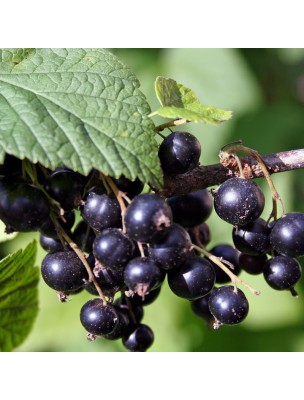 Image 7867 supplémentaire pour Cassis Bio - Feuilles brisures 100g - Tisane de Ribes nigrum L.