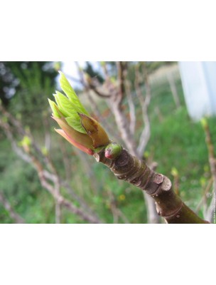 https://www.louis-herboristerie.com/7871-home_default/fig-tree-bud-bio-stress-and-digestion-30-ml-herbalgem.jpg