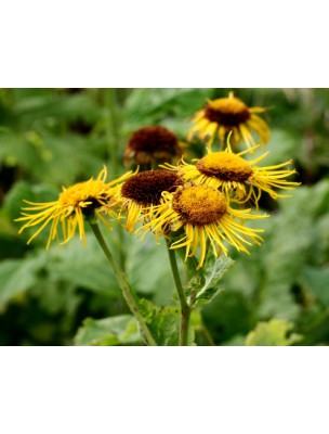 Image 7881 supplémentaire pour Inule (Grande Aunée) Bio - Fatigue Teinture-mère Inula helenium 50 ml - Herbiolys