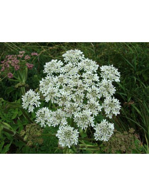 Image 7884 supplémentaire pour Grande berce Bio - Teinture-mère Heracleum sphondylium 50 ml - Herbiolys