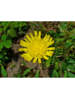 Image 7892 supplémentaire pour Piloselle Bio - Diurétique Teinture-mère de Hieracium pilosella 50 ml - Herbiolys