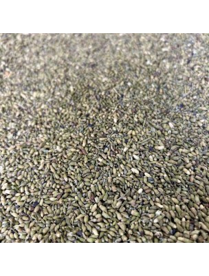 https://www.louis-herboristerie.com/79052-home_default/benoite-sommite-coupee-100g-tisane-de-geum-urbanum.jpg Image 79052 supplémentaire pour Benoite - Sommité coupée 100g - Tisane de Geum urbanum