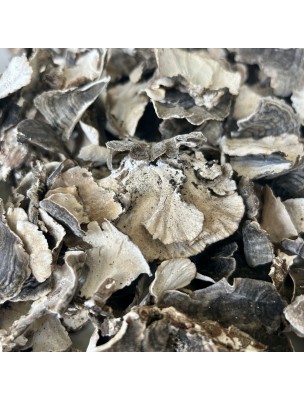 Image de Polypore versicolore (Yun Zhi) - Morceaux coupés 100g - Tisane de Trametes versicolor depuis louis-herboristerie