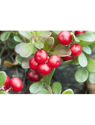 Image 8002 supplémentaire pour Raisin d'ours (Busserole) Bio - Teinture-mère Arctostaphylos uva-ursi 50 ml - Herbiolys