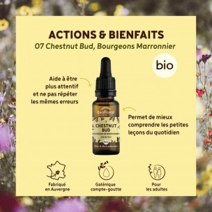 Image 80984 supplémentaire pour Chestnut bud Marronnier n°7 - Vitalité et Joie de Vivre Bio aux Fleurs de Bach 20 ml - Biofloral