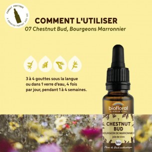 Image 80986 supplémentaire pour Chestnut bud Marronnier n°7 - Vitalité et Joie de Vivre Bio aux Fleurs de Bach 20 ml - Biofloral