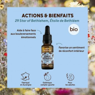 Image 80987 supplémentaire pour Star of Bethlehem Étoile de Bethléem n°29 - Courage et Espoir Bio aux Fleurs de Bach 20 ml - Biofloral