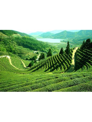 https://www.louis-herboristerie.com/8108-home_default/darjeeling-ftgfop-bio-the-bio-des-grands-jardins-de-darjeeling-100g-l-autre-the.jpg