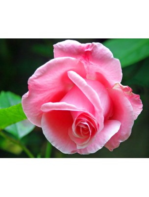 https://www.louis-herboristerie.com/8157-home_default/the-des-mamans-bio-the-vert-a-la-fraise-a-la-framboise-et-a-la-rose-100g-l-autre-the.jpg
