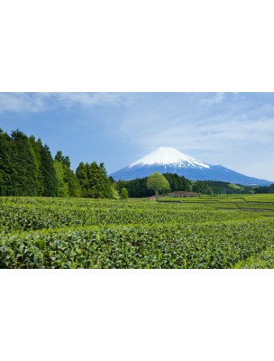 Image 8170 supplémentaire pour Bancha Bio - Thé vert du Japon 100g - L'Autre thé