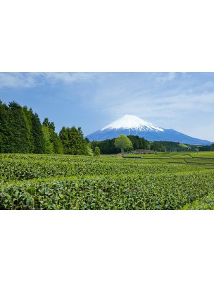 https://www.louis-herboristerie.com/8170-home_default/bancha-organic-japanese-green-tea-100g-the-other-tea.jpg