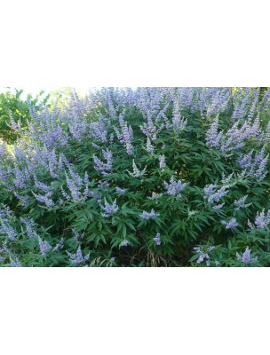 Image 8182 supplémentaire pour Gattilier Bio - Troubles féminins Teinture-mère Vitex agnus castus 50 ml - Herbiolys