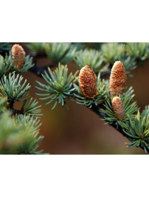 https://www.louis-herboristerie.com/8195-home_default/cedarwood-powder-purifying-and-restful-30-grams-les-encens-du-monde.jpg