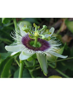 Petite image du produit Passiflore Bio - Sommeil Teinture-mère Passiflora incarnata 50 ml - Biover