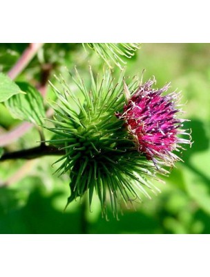 Image 8345 supplémentaire pour Bardane Bio - Dépuratif Teinture-mère Arctium lappa 50 ml - Biover