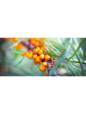 https://www.louis-herboristerie.com/83513-home_default/huiles-d-argousier-peau-et-transit-90-capsules-flore-alpes.jpg Image 83513 supplémentaire pour Huile d'Argousier Oméga 3/6/7/9 - 90 capsules - Flore Alpes