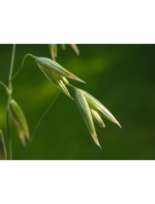 Image 8359 supplémentaire pour Avoine Bio - Fortifiant Teinture-mère Avena sativa 50 ml - Biover