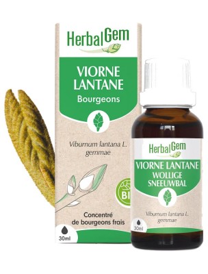 https://www.louis-herboristerie.com/83776-home_default/viorne-bourgeon-bio-poumons-30-ml-herbalgem.jpg Image 83776 supplémentaire pour Viorne bourgeon Bio - Poumons 30 ml - Herbalgem