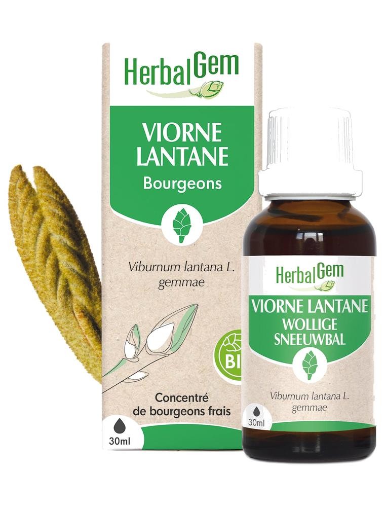 Image principale de la modale pour Viorne bourgeon Bio - Poumons 30 ml - Herbalgem