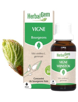 Image de Vigne bourgeon Bio - Articulations 30 ml - Herbalgem depuis louis-herboristerie