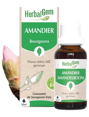 Image de Amandier bourgeon Bio - Circulation et Reins 30 ml - Herbalgem depuis louis-herboristerie