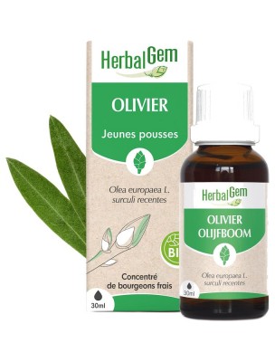 https://www.louis-herboristerie.com/83783-home_default/olivier-bourgeon-bio-30-ml-circulation-et-memoire-herbalgem.jpg Image 83783 supplémentaire pour Olivier bourgeon Bio 30 ml - Circulation et Mémoire - Herbalgem