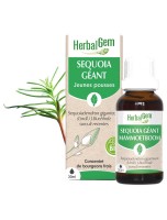 Image de Séquoia bourgeon Bio - Tonique de l'organisme 30 ml - Herbalgem depuis Bourgeons pour votre bien-être (10)