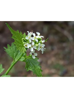 Image 8389 supplémentaire pour Alliaire Bio - Diurétique et Rhumatismes Teinture-mère Alliaria officinalis 50 ml - Herbiolys