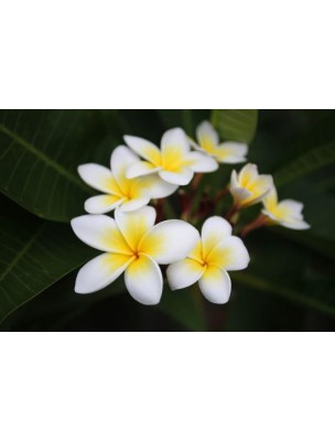 https://www.louis-herboristerie.com/8437-home_default/monoi-de-tahiti-appellation-d-origine-150-ml-naturado.jpg