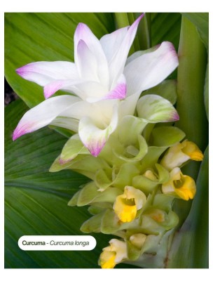 https://www.louis-herboristerie.com/84531-home_default/curcuma-bio-teinture-mere-de-curcuma-longa-50-ml-karandja.jpg Image 84531 supplémentaire pour Curcuma Bio - Teinture-Mère de Curcuma longa 50 ml - Karandja