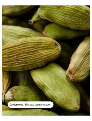 Image 84537 supplémentaire pour Cardamome Bio - Teinture-Mère d'Elettaria Cardamomum 50 ml - Karandja