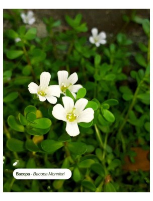 Image 84552 supplémentaire pour Bacopa Bio - Teinture-Mère de Bacopa monnieri 50 ml - Karandja